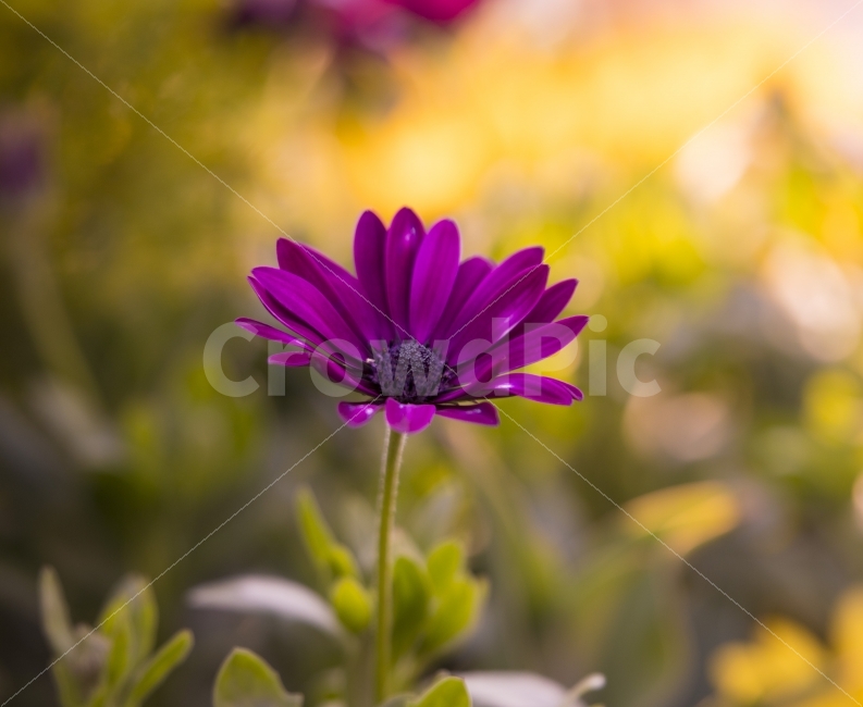 감성,자연,꽃보라빛,느낌,flower,nature,아름다움,식물,자연,plants,nature,꽃,flower