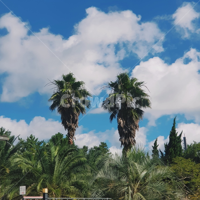 summer,여름,휴양지,야자수,야자나무,제주도,palmtree,화와이,구름,자연,풍경,nature,landscape