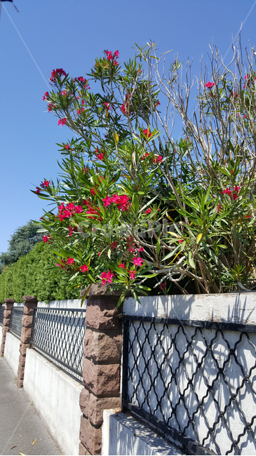 꽃,담장,여름,봄,식물,flower,summer,spring,나무,tree,자연,정원,원예,시골,식물,자연,plants,nature,꽃,flower