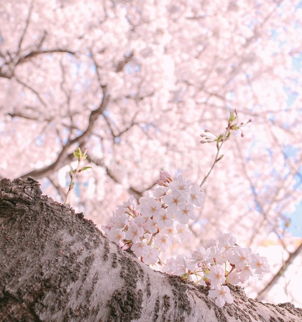 봄,벚꽃,벚꽃나무,blossom,flower,아름다움,자연,봄,계절,spring,season,식물,자연,plants,nature,꽃,flower,plant