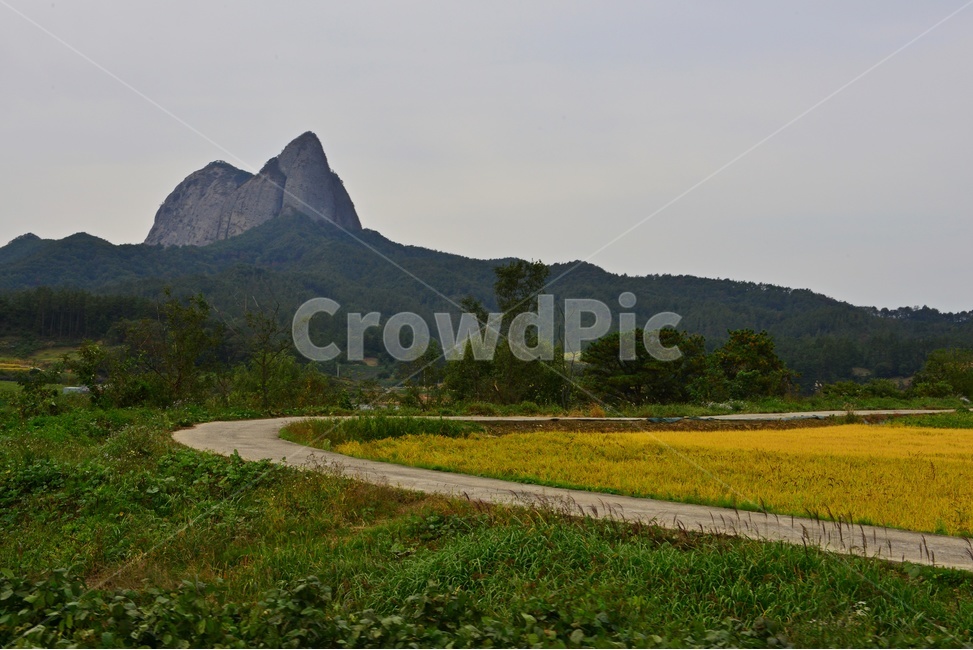 전북,진안,마이산,농업,농사,경작,가을,계절,nature,자연,outdoors,옥외,field,들,길,논,벼,자연,풍경,nature,landscape