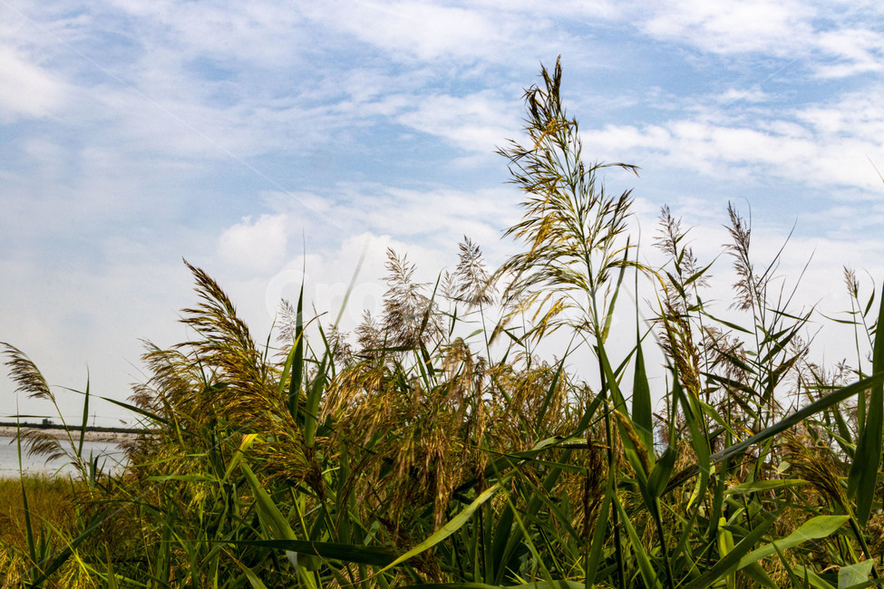 억새,억새풀,silvergrass,가을억새,푸른하늘,구름,plant,식물,reed,가을,계절,fall,autumn,season,grass,잔디,lawn,갈대