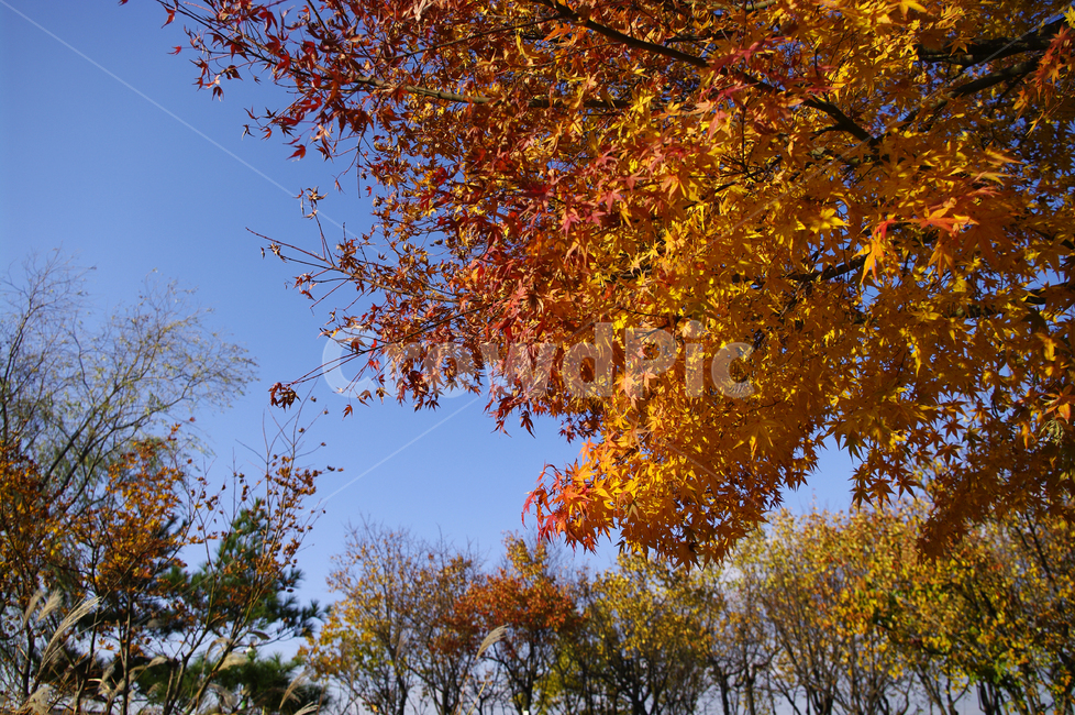autumn,가을,나무,단풍,식물,가을,계절,fall,autumn,season,자연,풍경,nature,landscape,leaf,잎,plant,tree