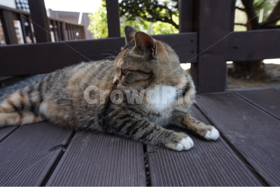 고양이,길고양이,동물,포유류,임신,한가함,누워있는사진,무늬,털,야생,클로즈업,확대,cat,korea,한국,고양이눈,호랑이무늬,패턴,street,꼬리,발,그루밍,일상,마당,귀여운,cute,동물,animal,포유류,mammal,고양이,cat,kitten,kitty