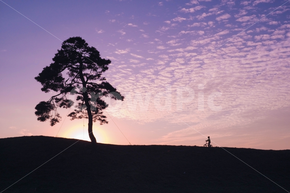 사람,풍경,자전거,노을,하늘,자연,풍경,nature,landscape,식물,plants,나무,trees,wood,사람,인물,인간,human,person,어린이,어린아이,child,children,kid,인물실루엣,사람실루엣,character silhouette,human silhouette,스포츠,레저,운동,sports,leisure,exercise,색깔,색상,색채,색감,color sense,color sensitivity,feeling of color,plant,tree