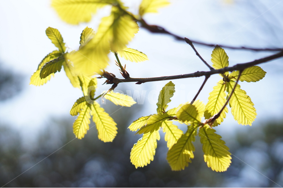 봄,나무,잎,하늘,풍경,연두,봄,계절,spring,season,식물,자연,plants,nature,plant,leaf,veins,정맥