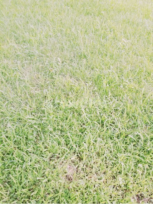 자연,sky,잔디,grass,식물,plant,식물,자연,plants,nature