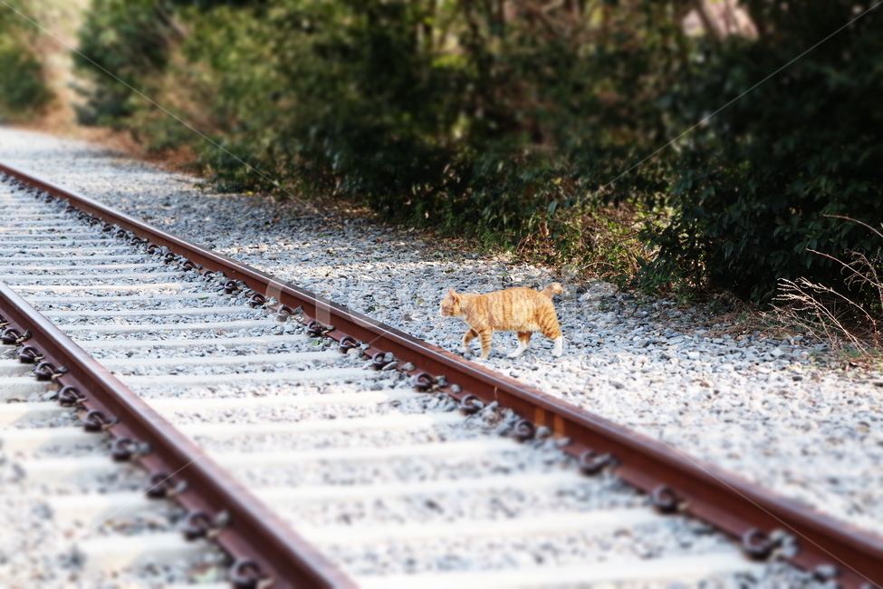 고양이,동물,animal,풀,길고양이,동물,animal,포유류,mammal,고양이,cat,kitten,kitty