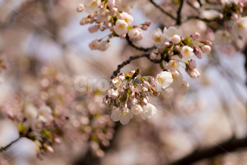 벚꽃,벚나무,cherryblossoms,봄꽃,벚나무꽃,흰꽃,식물,자연,plants,nature,꽃,flower