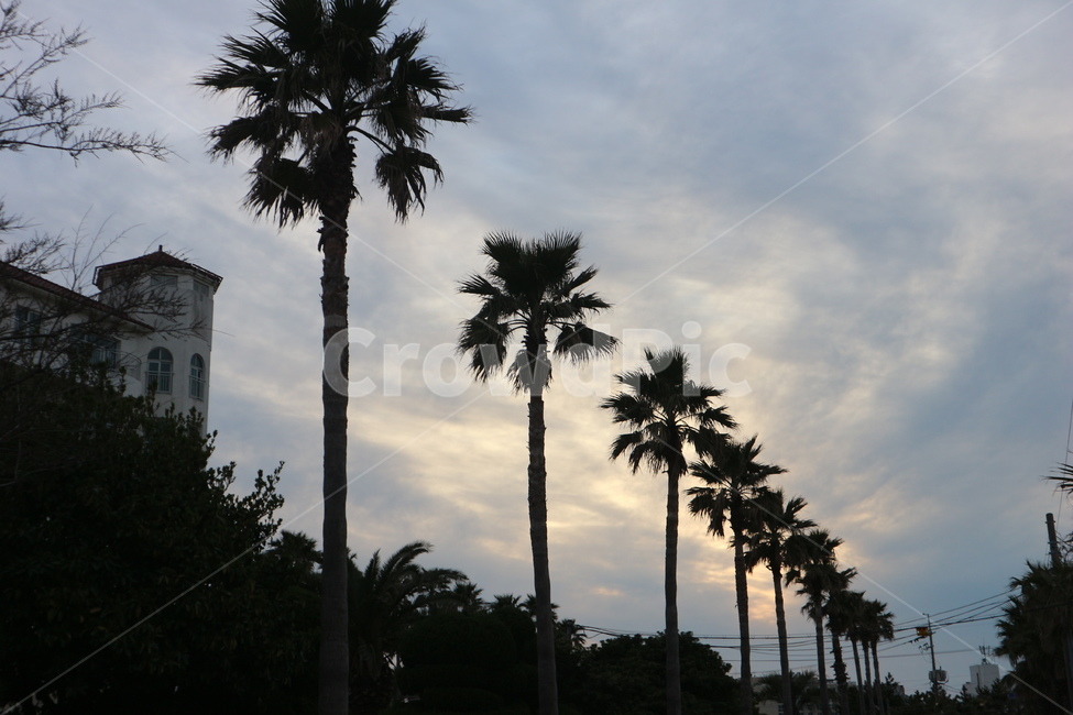 야자수,제주도,하늘,그림자,역광,나무,흐린날,sky,jeju,tree,해질녘,노을,저녁