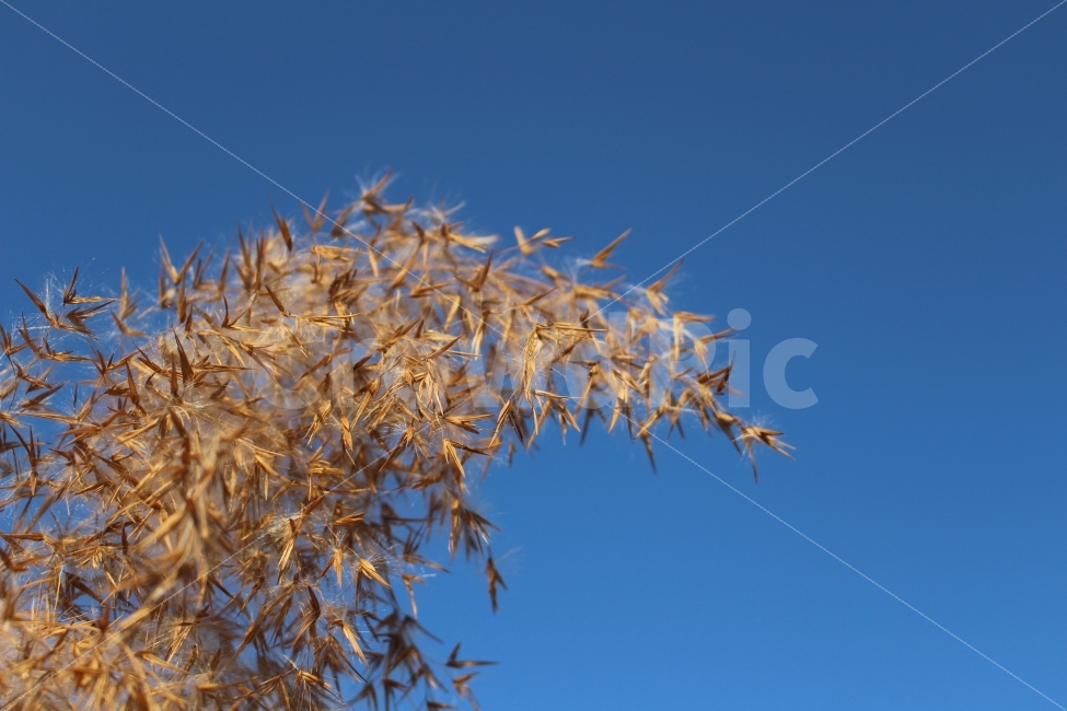 억새,억새풀,가을,하늘,자연,색감,식물,가을,계절,fall,autumn,season,식물,자연,plants,nature,tree,나무,plant