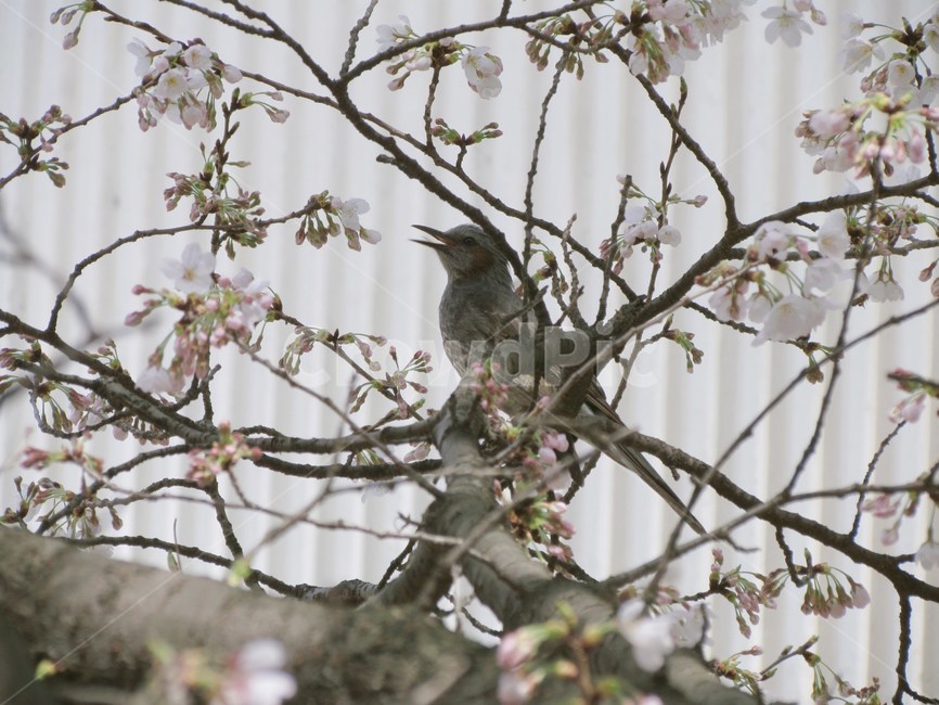 봄,벚꽃,새,bird,cherryblossom,flowers,봄꽃,벚꽃나무,계절,spring,식물,자연,plants,nature,wood,trees,감성,동물,animal,식물,자연,plants,nature,꽃,flower