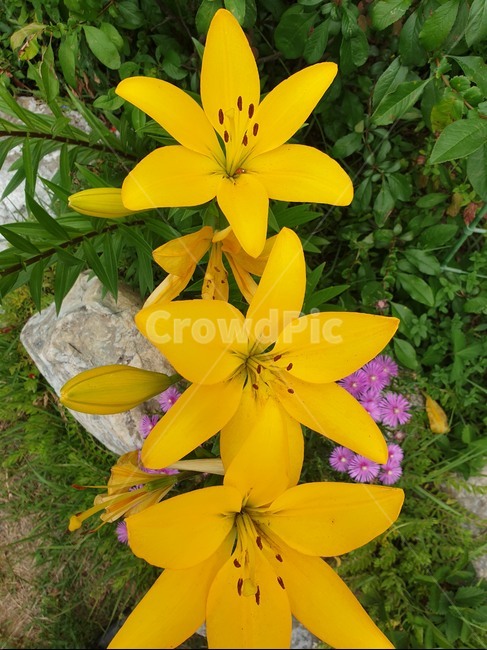 꽃,개나리,봄꽃,봄의전령,노랑꽃,식물,자연,plants,nature,꽃,flower