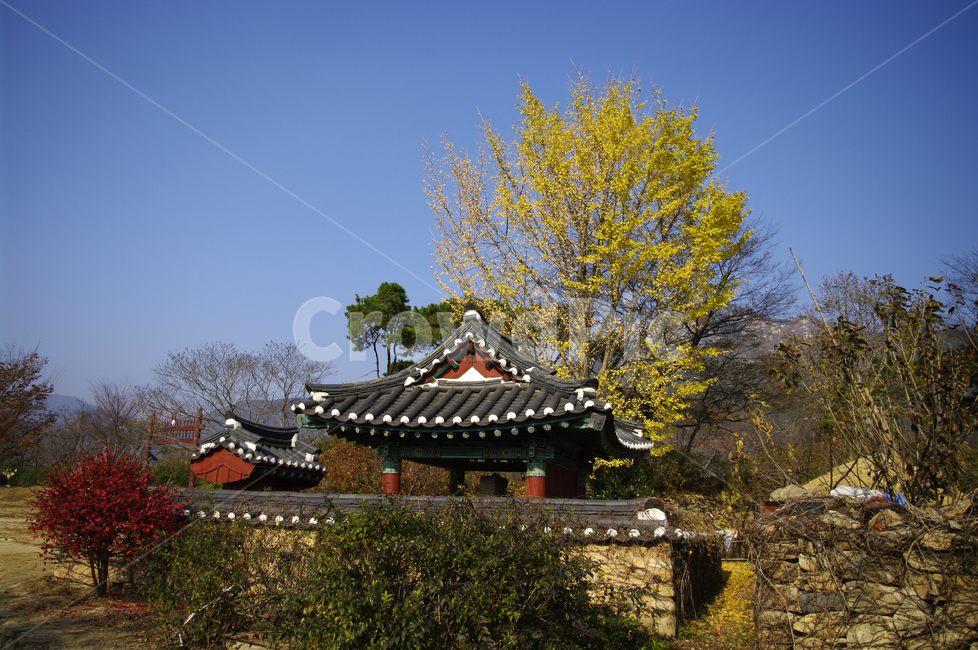 가을,은행나무,하늘,기와지붕,담장,한국전통,한국문화,korean traditional,korean culture,건축물,건물외관,exterior,building,structure,architecture,construction