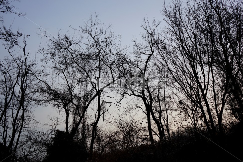 겨울산,나무,숲,하늘배경,해질녘,실루엣,풍경,자연,풍경,nature,landscape,silhouette