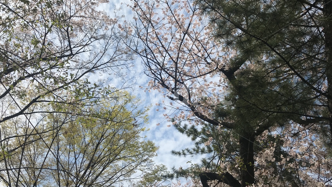배경,풍경,봄,꽃,벚꽃,흩날리는,spring,flower,자연,풍경,nature,landscape,tree,나무,plant,식물,tree trunk,나무 줄기