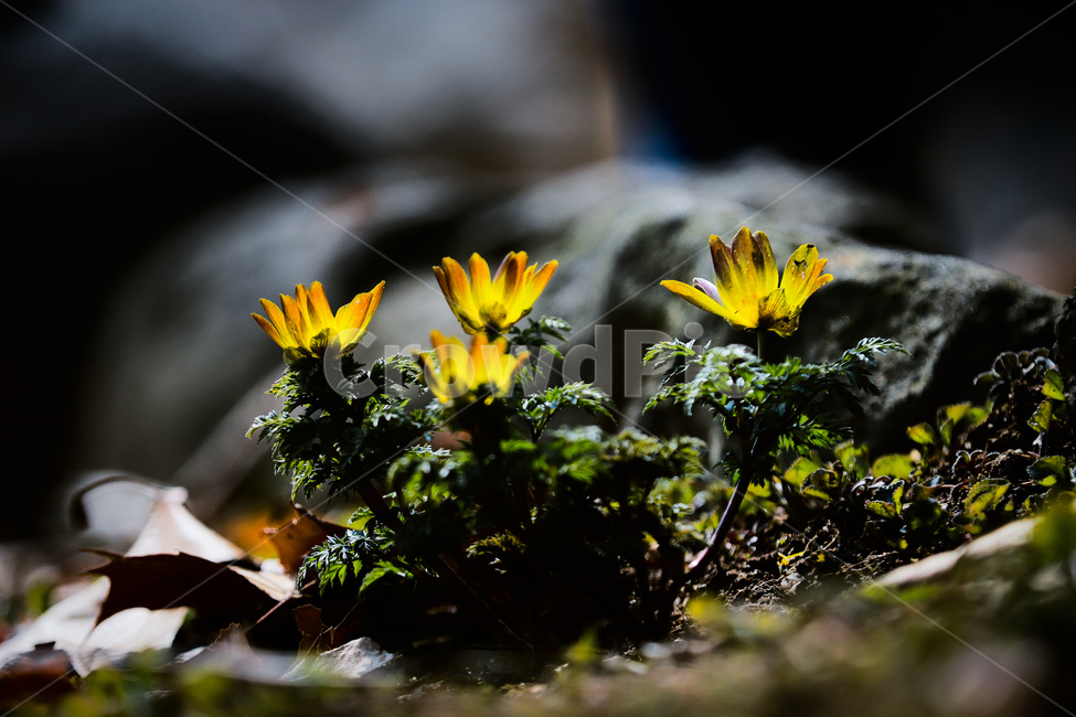 봄,산책,꽃,복수초,힐링,공원,수목원,노랑색,식물,자연,plants,nature,꽃,flower