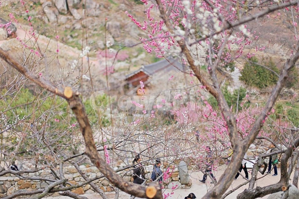 매화,매화꽃,꽃,하동,매화축제,hadong,flower,봄,계절,spring,season,자연,풍경,nature,landscape,plant,식물,blossom,cherry blossom,벚꽃