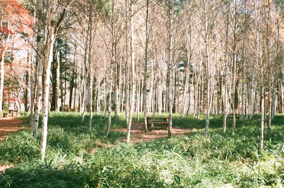 필름사진,기다림,외로움,삼림,tree,나무,자연,nature,forest,숲,가을,자연,풍경,nature,landscape,plant,식물,vegetation,초목,land,땅,woodland,삼림지,outdoors,옥외