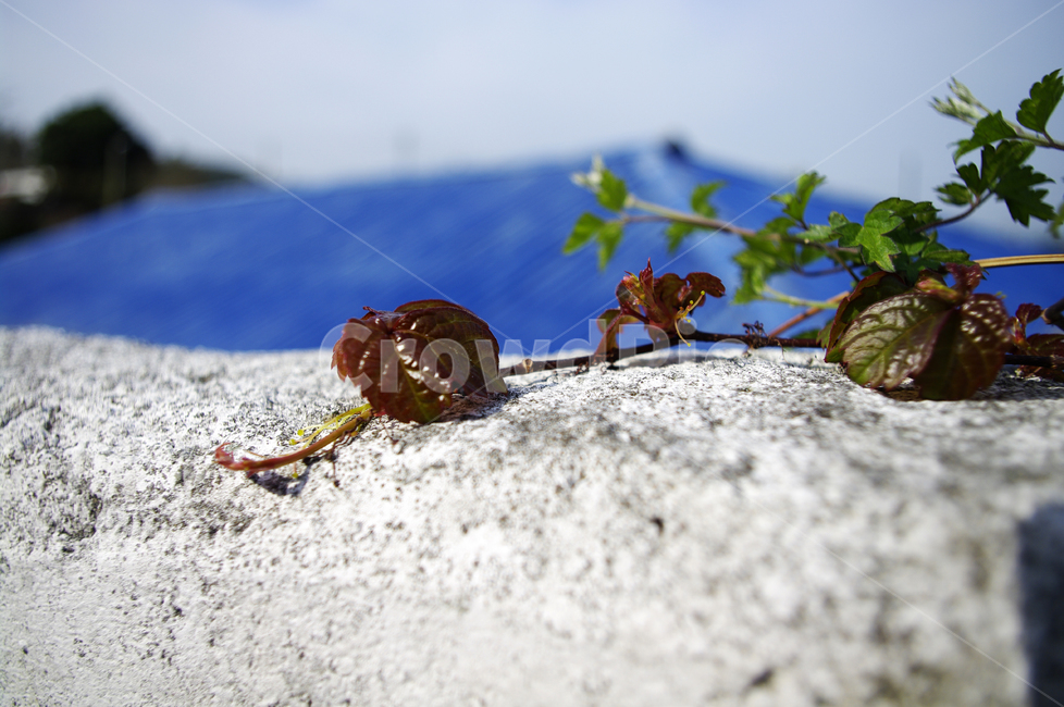 돌,넝쿨,새잎,잎,식물,plant,자연,nature,계절,봄,spring,식물,자연,plants,nature