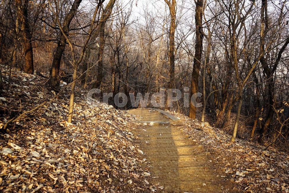 겨울,산,길,나무,숲,자연,작은길,숲길,산책길,낙옆,겨울산,trail,forest,자연,풍경,nature,landscape,gravel,자갈,road,도로,dirt road,흙길,ground,바닥