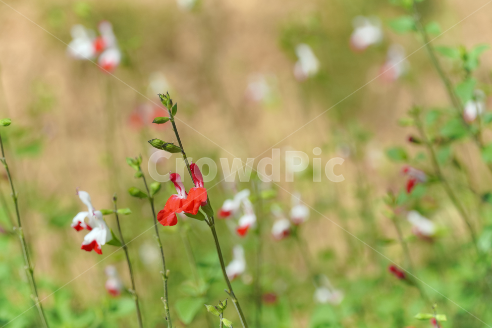 베이비세이지,꽃,자연,접사,배경화면,힐링,신선함,안식처,season,plants,nature,flower,sensible,feeling,색깔,색상,색채,색감,colorsense,colorsensitivity,feelingofcolor,감성,평온함,느낌,휴식