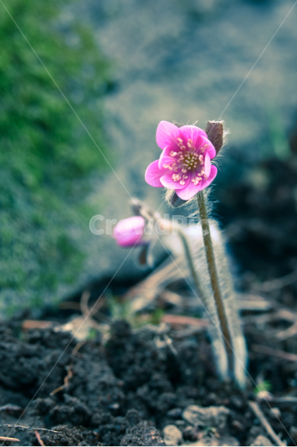 노루귀,야생화,꽃,봄,식물,flower,blossom,plant,식물,자연,plants,nature,꽃,flower