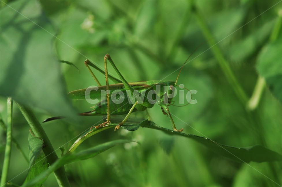 여치,여치암컷,곤충,메뚜기목,자연,여치울음,동물,animal,곤충,벌레,insect,bug