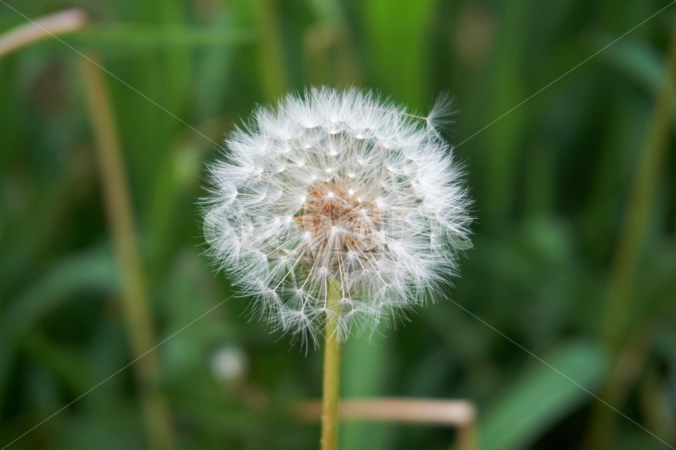민들레,꽃,흰,씨앗,풀,자연,여름,봄,숲,땅,깨끗한,상쾌한,밭,푸른,nature,field,land,garden,식물,자연,plants,nature,꽃,flower