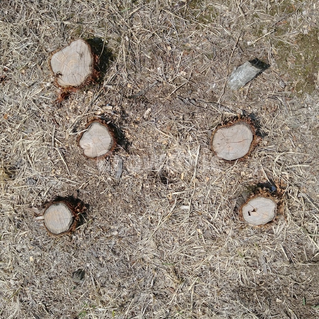 ground,바닥,흙길,나무,나이테,gravel