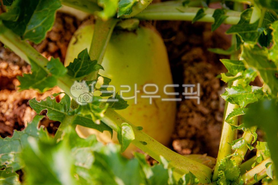 food, 음식, 무우, 무, 식재료, 사진,이미지,일러스트,캘리그라피 - studio H작가