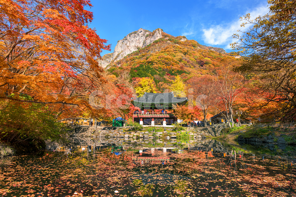 백양사,쌍계루,가을,단풍,낙엽,수면,내장산,장성군,빨강,노랑,잎,누각,산골,연못,tree,나무,plant,식물,nature,자연,outdoors,옥외,가을,계절,fall,autumn,season,한국전통,한국문화,korean traditional,korean culture,건축물,건물외관,exterior,building,structure,architecture,construction