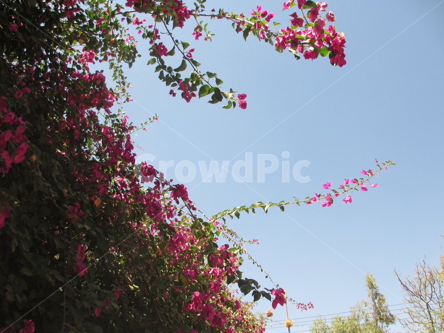 하늘,자연,flower,색채,탄자니아,fall,가을,plant,식물,자연,plants,nature,꽃,flower