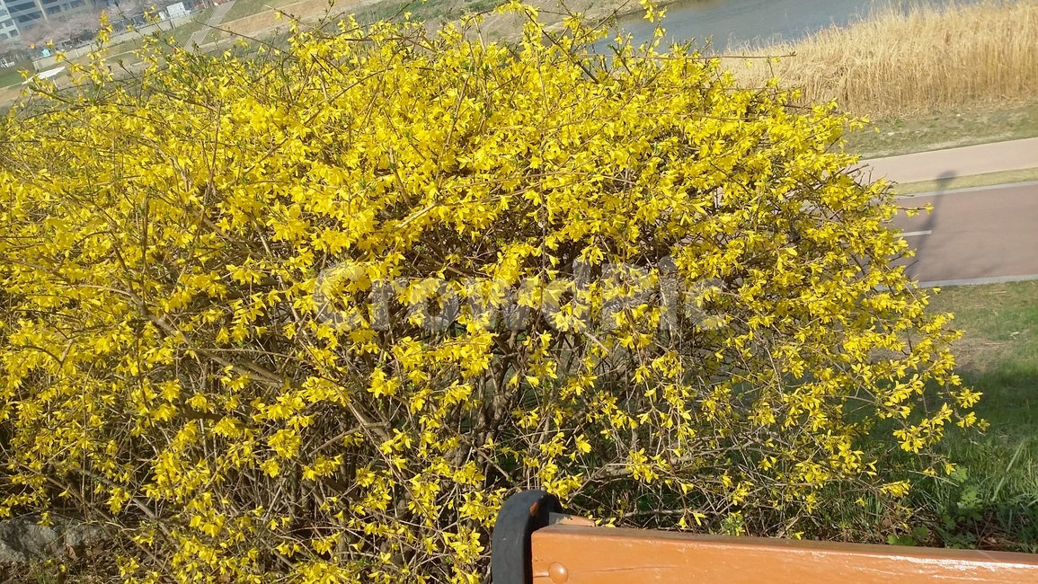 개나리,노란개나리,노란,의자뒤개나리,개나리꽃,여름개나리,식물,자연,plants,nature,꽃,flower