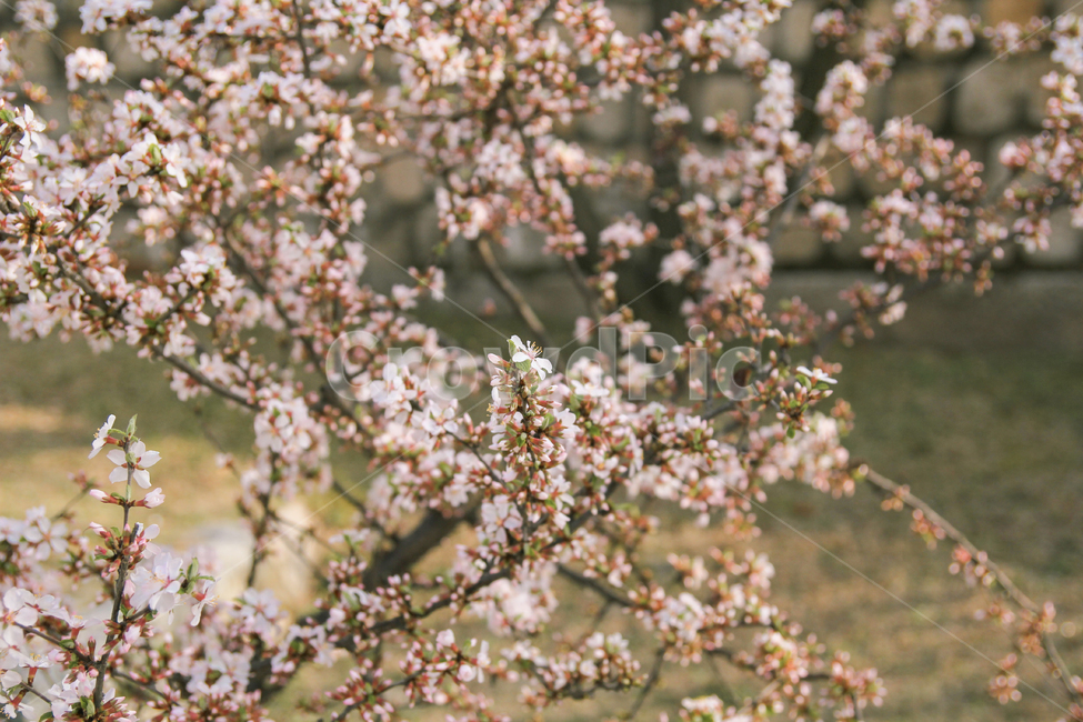 벚꽃,봄,풍경,감성사진,꽃,봄,계절,spring,season,식물,자연,plants,nature,꽃,flower,감성,sensible,feeling,plant,blossom