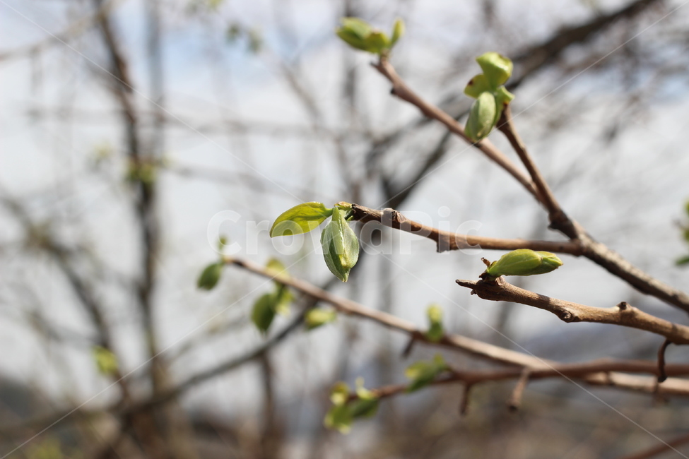 새순,봄,나뭇잎,나무,새싹,봄,계절,spring,season,식물,자연,plants,nature,나무,trees,wood,plant