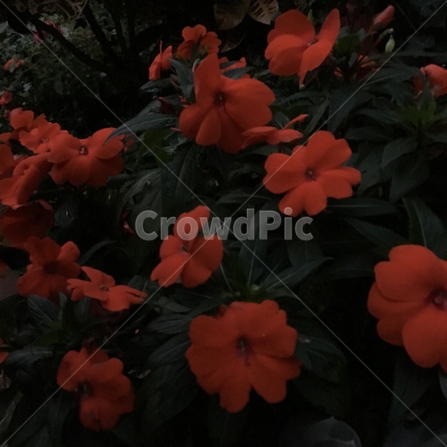 꽃,빨간꽃,flower,식물,plant,blossom,꽃,flower