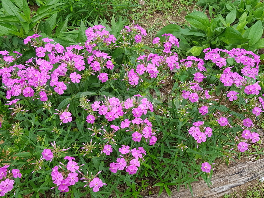 차가플록스,꽃,자연,식물,배경,flower,nature,plants,abstract,background,pink,봄,식물,자연,plants,nature,꽃,flower
