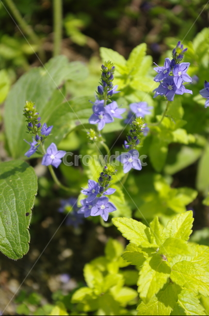 꽃,flower,식물,plant,계절,봄,spring,식물,자연,plants,nature,꽃,flower