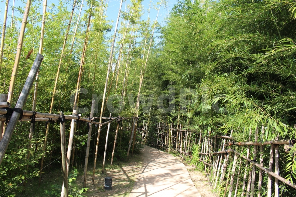 북서울꿈의숲,대나무,산책,공원,휴식,자연,풍경,nature,landscape