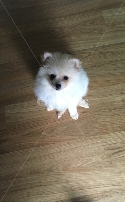 포메라니안,반려견,동물,강아지,dog,동물,animal,포유류,mammal,개,강아지,dog,doggy