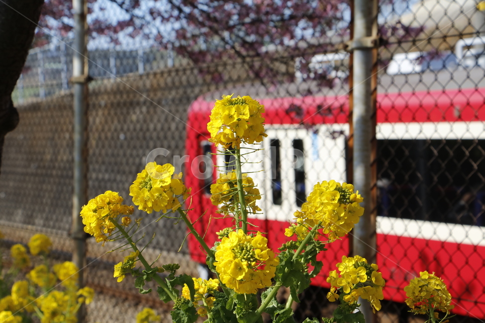 유채꽃,봄,기차,노란꽃,식물,자연,풍경,봄,계절,spring,season,식물,자연,plants,nature,꽃,flower,plant,blossom,geranium,제라늄