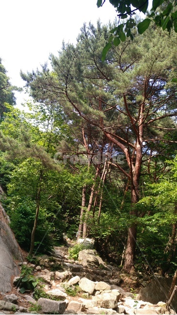 tree,나무,plant,식물,풍경,산,등산로