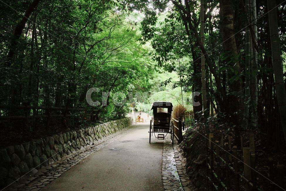 자연,도로,숲,나무,인력거,초록,식물,자연,plants,nature,나무,trees,wood
