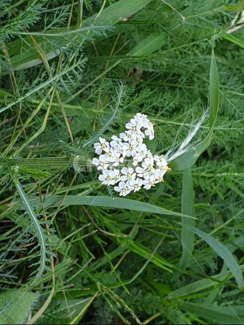 plant,꽃,식물,꽃잎,들꽃,식물,자연,plants,nature