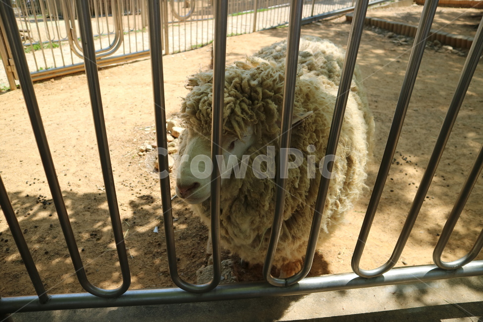 양,동물,동물원,sheep,animal,zoo,동물,animal,포유류,mammal