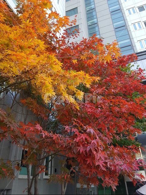 나무,단풍,색감,가을,잎,가을,계절,fall,autumn,season,식물,자연,plants,nature,나무,trees,wood,leaf,plant,tree,maple