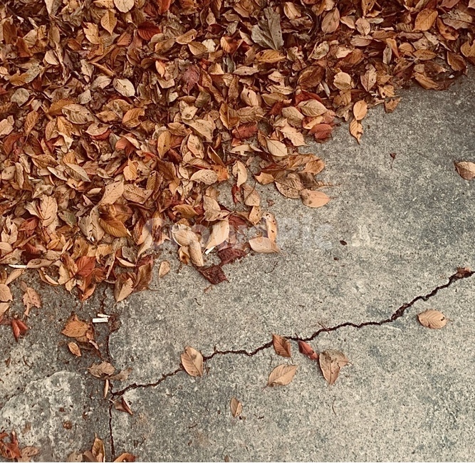 낙엽,자연,가을,감성,단풍