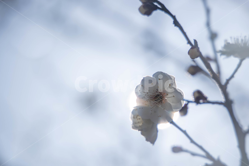 매화,꽃,나무,배경,벚꽃,봄,계절,spring,season,식물,자연,plants,nature,꽃,flower,plant,blossom