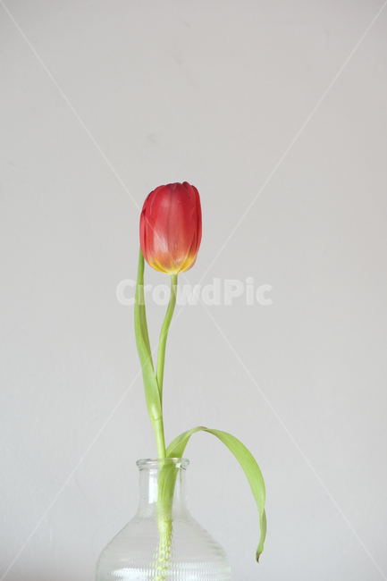 plant,식물,blossom,꽃,튤립,flower,tulip,atulip,한송이,한송이꽃,튤립한송이,simple,minimal,미니멀,red,green,color,심플,실내용화초,화분,화초,house plant